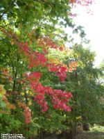 Autumn colors at Barnett Chapel Cemetery, Putnam Co., WV